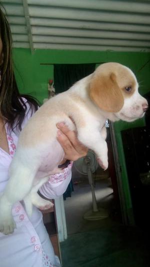 Hermosos Beagle Color Limon