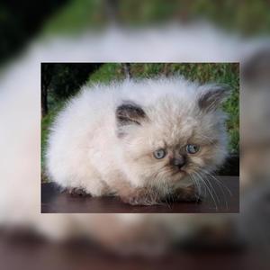Hermosos Gatos Persas Himalayos