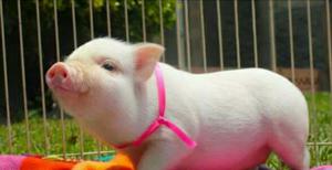Hernosos Mini Pig