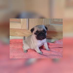 Lindos, Tiernos Y Ñaticos Pug Minis