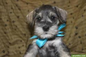 Mini Schnaucer Cachorro Machito