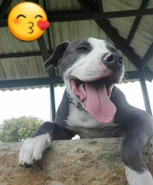 Pitbull
