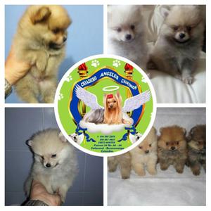 Pomeranias Disponibles.