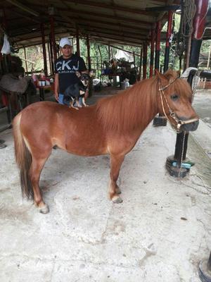 Pony Mini horse Macho