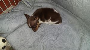 Precioso Chihuahua