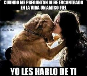 Quiero Adoptar Una Perrita Pitbull