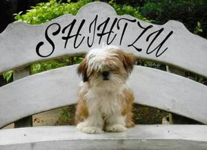 Shihtzu Cachorros a La Venta