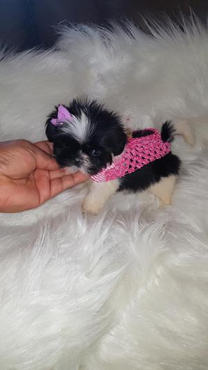 Shihtzu Minis