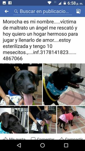 Urgente Se Da en Adopcion