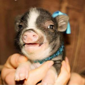 Vendo Hermosos Mini Pig