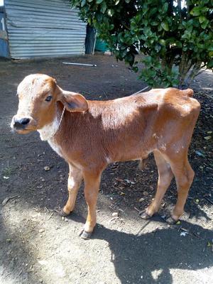 Vendo Hermosos Terneris Girolando