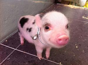 Vendo Mini Pig