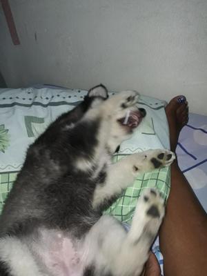 Vendo Perrita Lobo 2 Meses