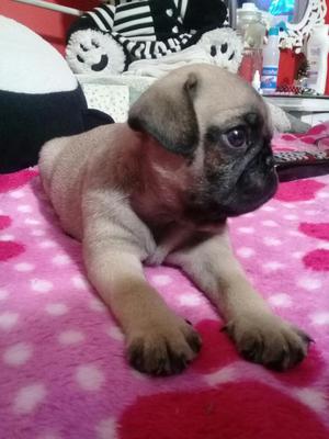 Vendo Perros Raza Pug