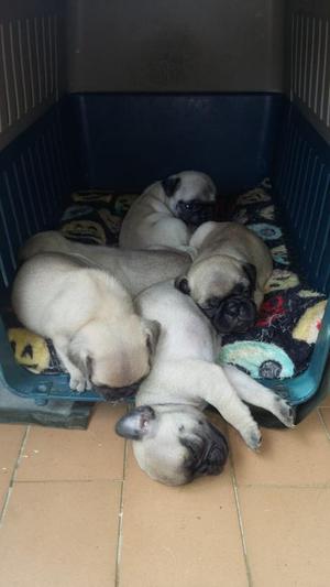 Vendo Pug Enbras