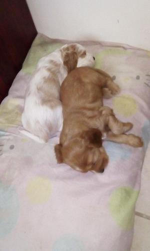 Venta de Cachorro