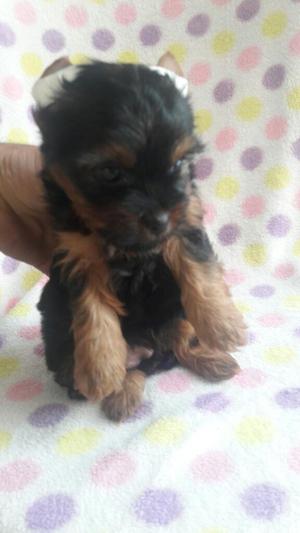 Yorkshire Terrier Mini