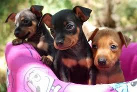 cachorros pincher miniatura