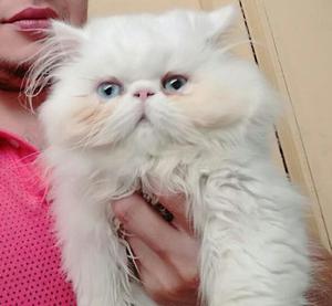 gato presa extremo himalayo ojos azules albino para la monta