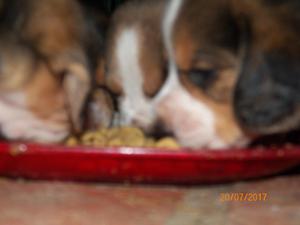 hermosos cachorros beagles tricolor