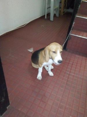 venta perro Beagle