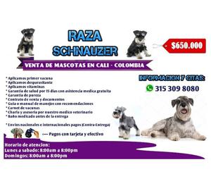 Cachorros schnauzer finos