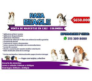 Venta de hermosos cachorros Beagle