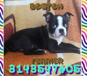 Cachorrita boston terrier de tres mesesitos