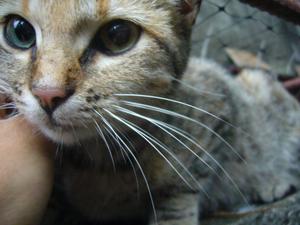 Adopción urgente de gatito en la ciudad de Cali