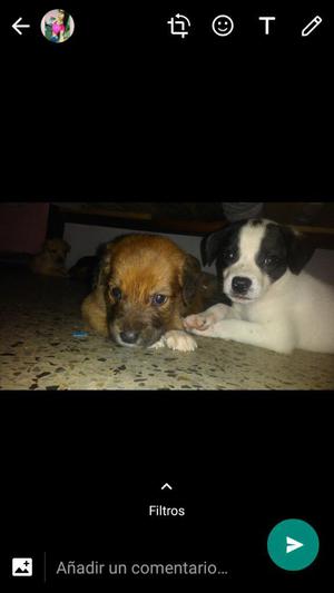 Adopcion Cachorros