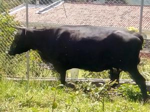 Angus X F1 Vaca Y Novilla