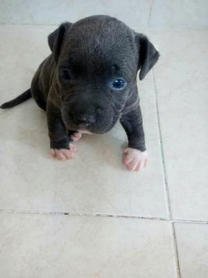 Blue Pit