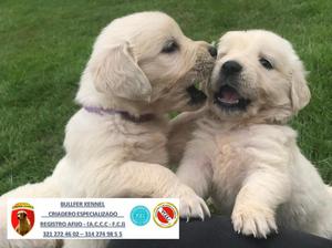 CACHORROS GOLDEN RETRIEVER