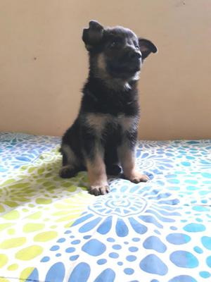 Cachorritos Juguetones Pastor Alemán