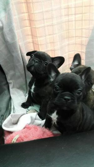 Cachorros Bulldog Frances