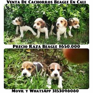 Cachorros beagle finos