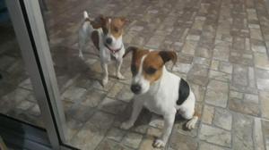 Cachorros jack russell terrier