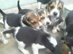 Encantadores Beagle
