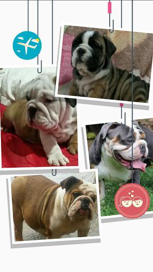 Hembritas Bulldog Ingles