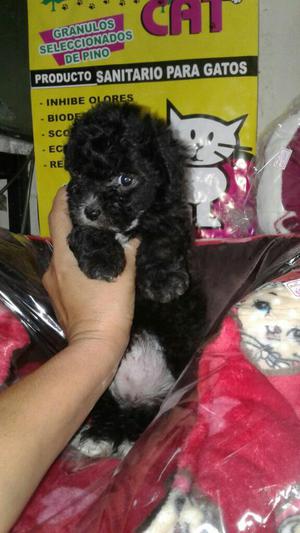 Hermoso French Poodle Cel: 