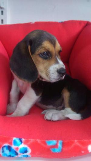 Hermosos Beagle Bigol