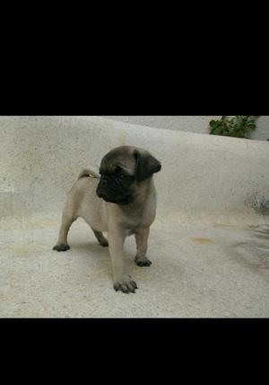 Hermosos Cachorritos Pug en Venta