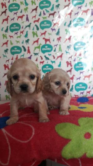 Hermosos Cachorros Cocker Spaniel