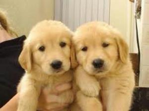 Hermosos Golden