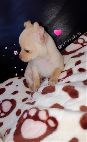 La Mas Hermosa Chihuahua Saleee!!!