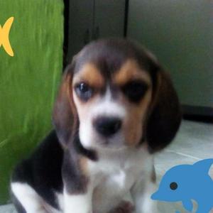 Limda Y Ultima Beagle
