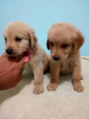 Lindos Golden Retriever de Alta Pureza