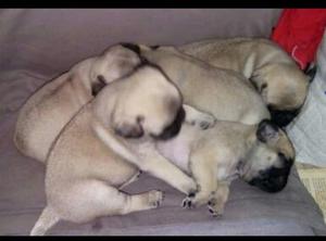 Lindos Pug Originales Belos