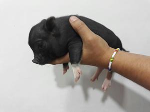Mini Pig Macho Y Hembra Micro Pig