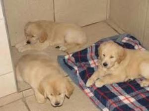 Peluditos Golden Retriever